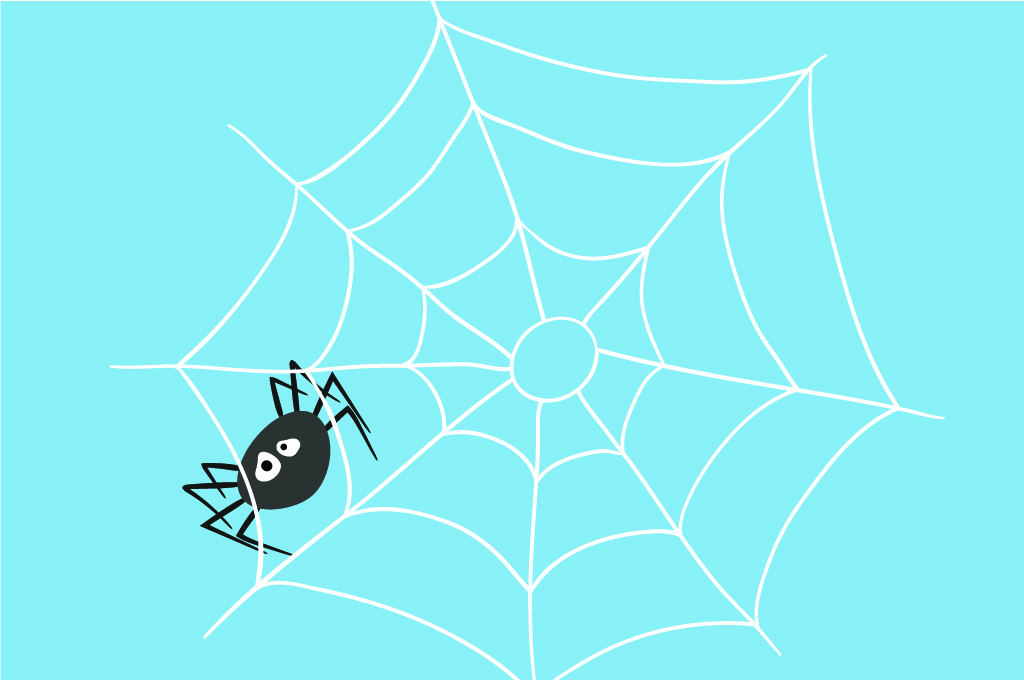 Picture of spider